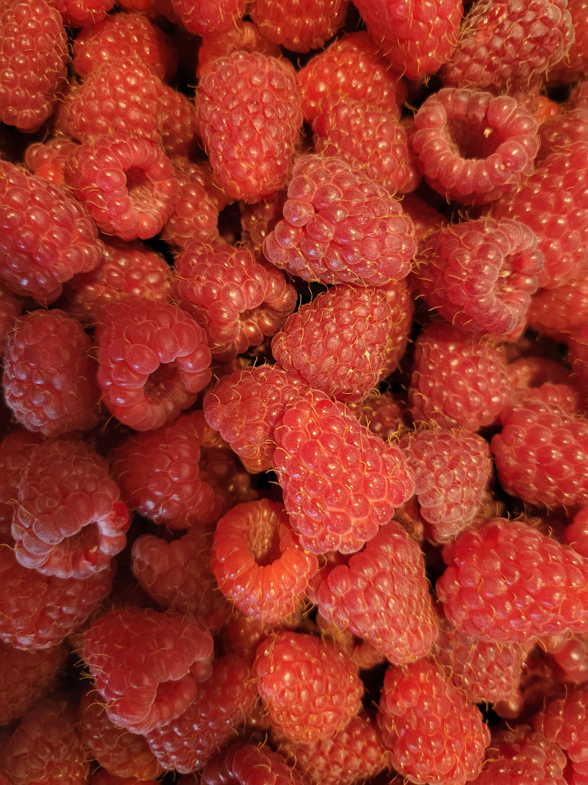 Raspberry Jam 8 oz