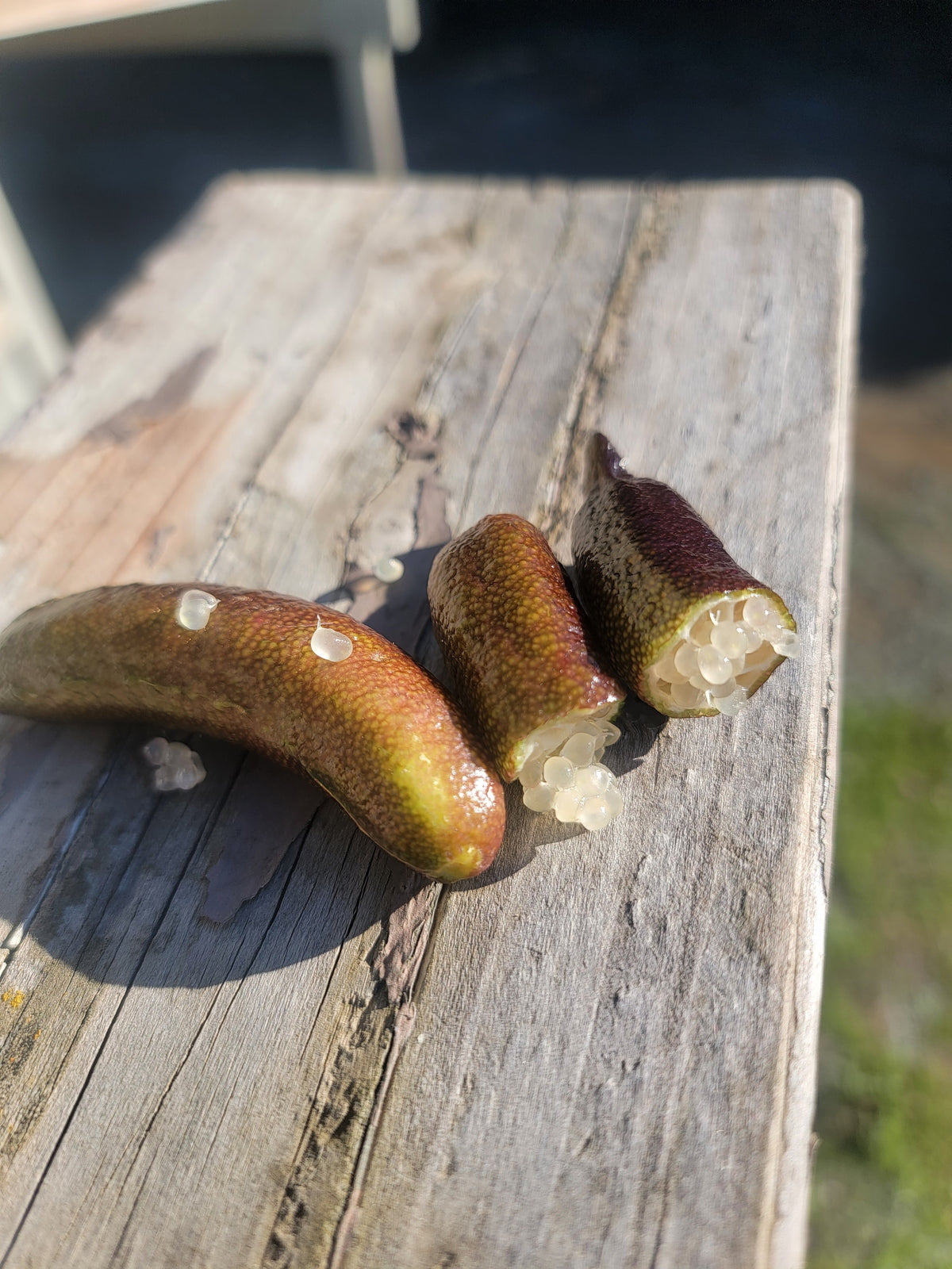 Finger Lime Marmalade 8 oz