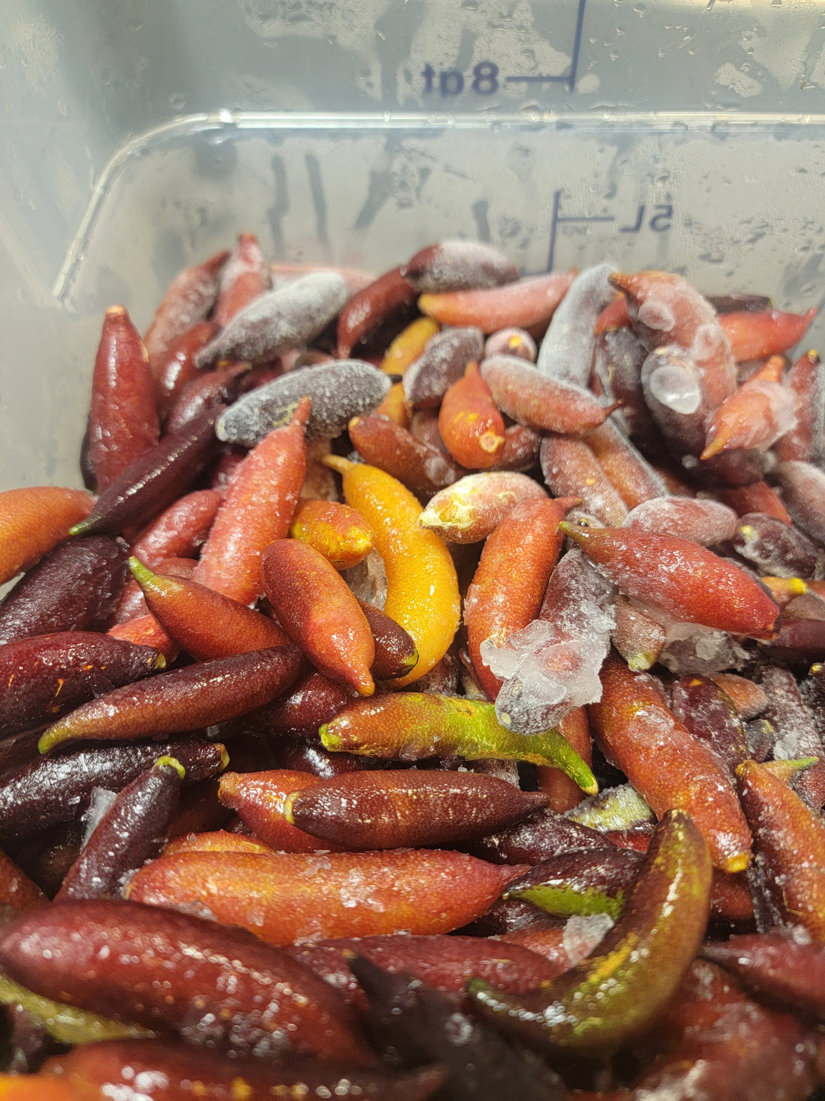Finger Lime Marmalade 8 oz