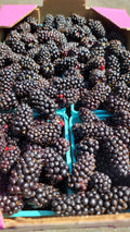 Blackberry Jam 8 oz