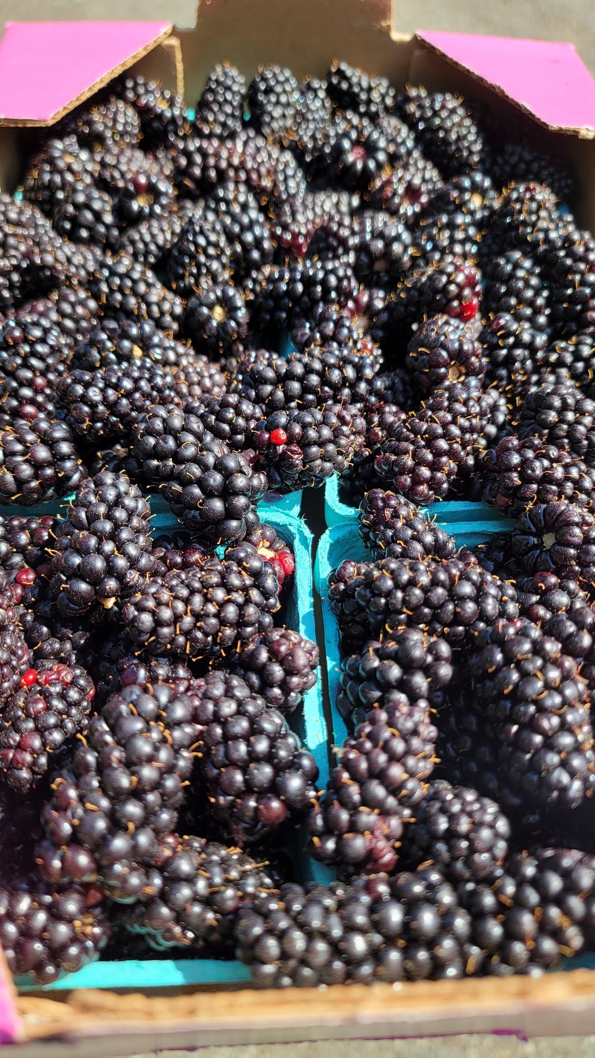 Blackberry Jam 8 oz