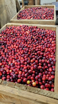 Cranberry Jam