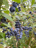Heirloom Blueberry Jam 8 oz