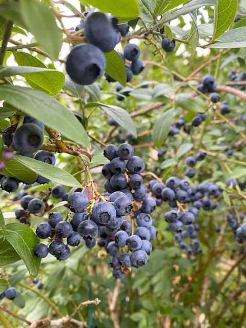 Blueberry Rhubarb Jam 8 oz