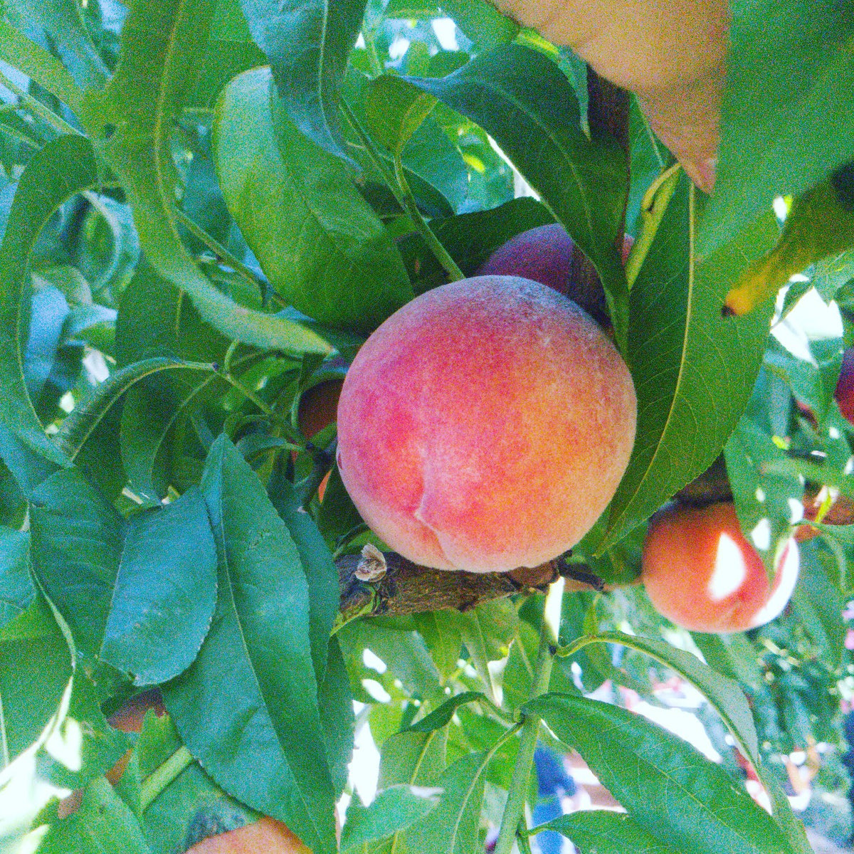 Regina Peach Jam 8 oz